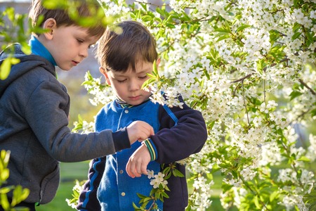 Two cute children, boy brothers, walking in a spring cherry blossom garden, holding flowers and having fun togerther. friendship concept. harvest bugの写真素材
