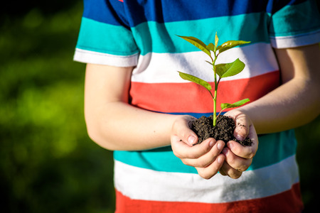 Two hands of the children are planting the seedlings into the soil. Kid boy hold in his hands new...
