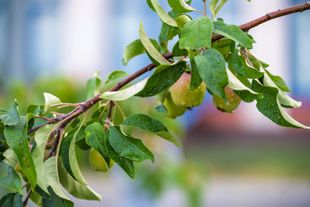 Organic apples hanging from a tree branch in an apple orchard.の写真素材
