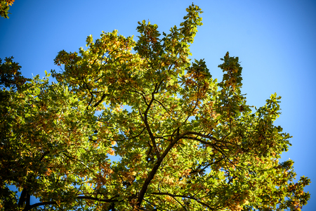 Autumn landscape. Autumn oak leafes, very shallow focus. Wide panorama format.の写真素材