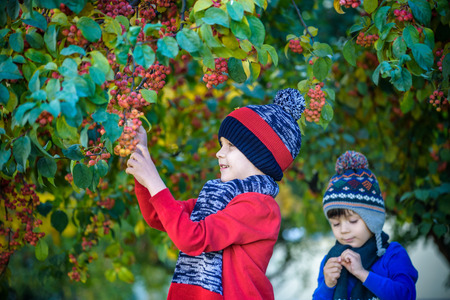 Child on a farm in autumn. Little boy and his brother friend playing in decorative apple tree...