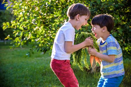 Children with a carrot in the garden. Two boys with vegetables in farm.の写真素材