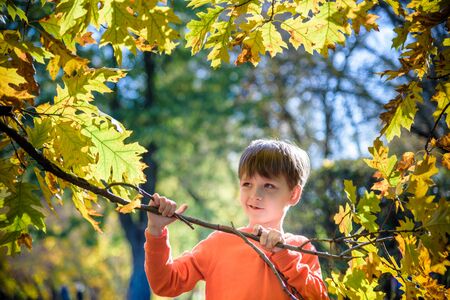 Photo of cute little boy enjoying autumnal nature, pretty infant playing in park, cheerful baby boy having fun outdoors, adorable kid in fall forest, happy child play with dry orange maple leaves.の写真素材