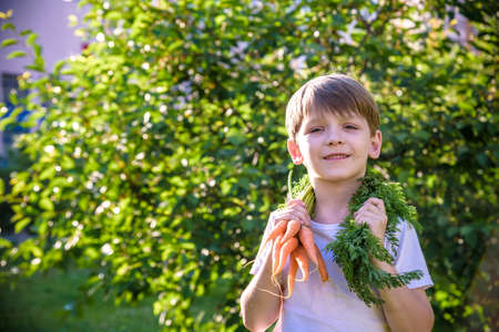 cute preschool blond little kid boy with carrots in domestic garden. Child gardening and eating outdoors. Healthy organic vegetables as snack for kids and kindergarten children.の写真素材