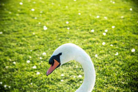 One white swan with orange beak, swim in a pond. Swan duck in backgound. Head and neck only on green field background.の写真素材