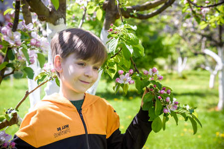 boy in the garden near blooming apple trees on spring.の写真素材