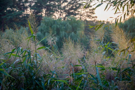 Atmospheric summer photo from a green field with spikelets under sunlight. Texture with field...