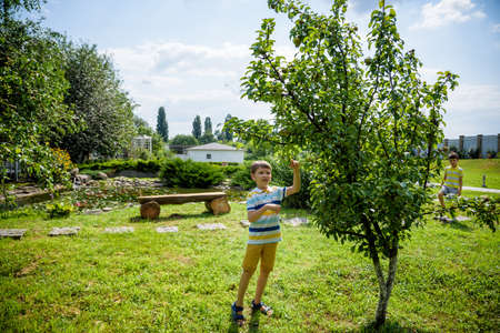 a little boy is standing under a pear tree and looking to a pear. autumn fruit harvest.の写真素材
