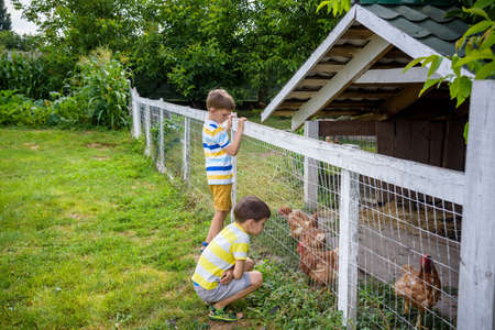 Two little boys are feeding domestic hens inside chicken coop in a sunny spring day. Concept of love for animals and nature, agriculture, leisure in countryside village concept.の写真素材
