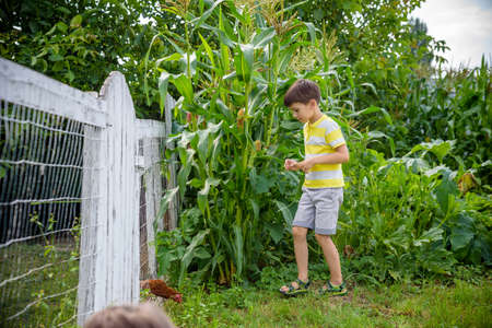 Portrait of adorable child boy in a field of the countryside with green plants maize in summer day. Eco nature, agriculture, summer leisure in village concept.の写真素材