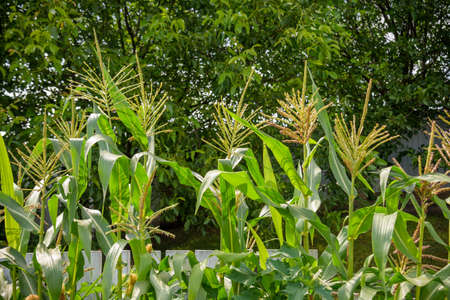 corn plant head with red top. eco plant food.の写真素材