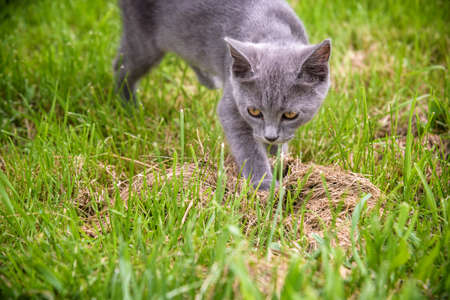A small kitten is playing in the green grass and looking at the camera. A kitten is in the village learning to hunt. Playing with a cat outdoors.の写真素材