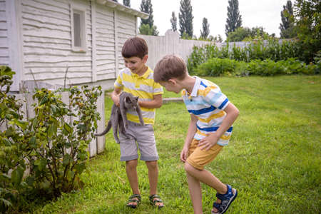 Boys hugging a cat with lots of love. Portrait of two brothers kids holding on hands a Kitten....