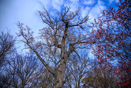 Low Angle View of Oak Tree Background in Autumn. Tree Top Shot from Below.