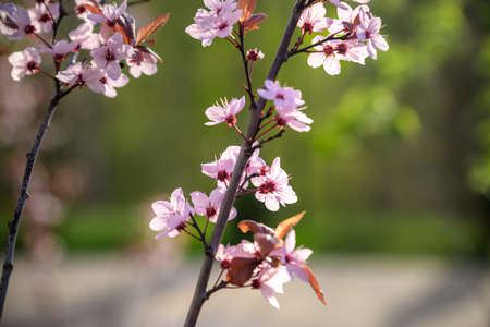 Beautiful cherry blossom sakura in spring time over blue sky.