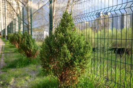 Skyrocket Junipers hedges as house green fence from street side.の写真素材