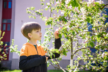 The boy at the apple blossom in the spring garden.