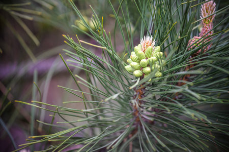 Close-up of pine branch with new small pine cone.