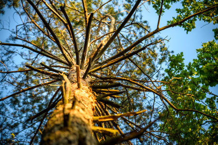 photo up to the tree top shot from below.