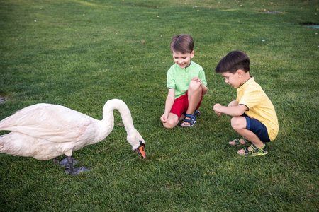 Care and safety of animals concept. Two Little boy kid feeding playing with beautiful swan. Children having fun with big white bird.の写真素材