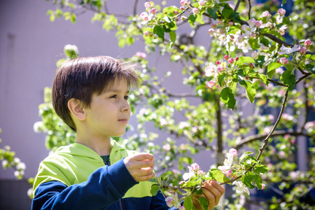 seven year old boy looks at a flowering tree in spring afternoon.の写真素材