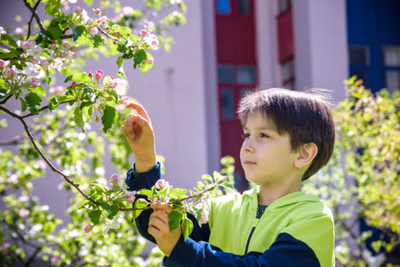 seven year old boy looks at a flowering tree in spring afternoon.の写真素材