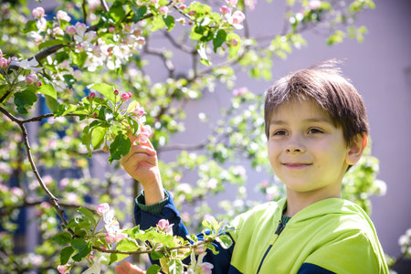 seven year old boy looks at a flowering tree in spring afternoon.の写真素材
