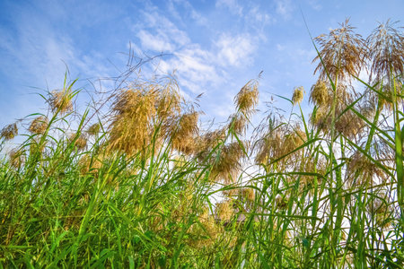 Reed flowers in full bloom and blue sky background