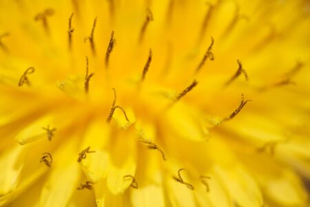 Yellow flower dandelionの写真素材
