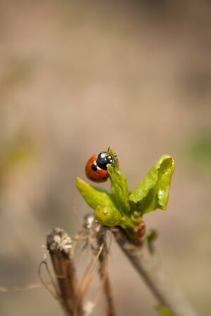 ladybugの写真素材