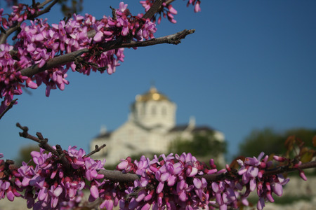 Lilac flowersの写真素材