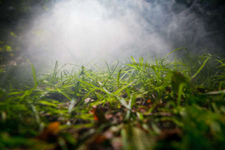 grass in the fog