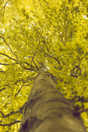 Large trees with Green and yellow leaves. Close up of tree trunk with moody coloured leaves during spring.の写真素材