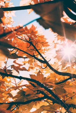 Sycamore tree with sun light rays beaming through its leafs during a spring sunrise in a nature park.の写真素材