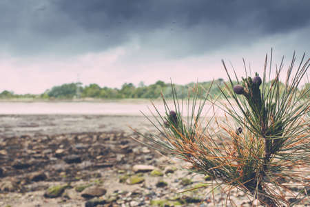 Small pinecone tree with purple pinecones overlooking a shoreline with the tide out.