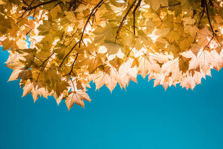 Bright orange leafs from a sycamore tree with a bright summer sky. Sycamore tree showing off its colourful leafs during a sunny day in spring.の写真素材