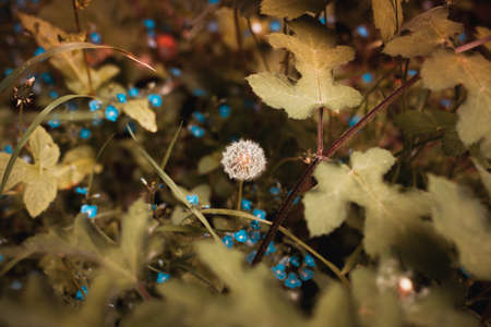 Isolated dandy lion surrounded by blue flowers in a nature reserve during spring.の写真素材
