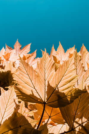Bright orange leafs from a sycamore tree with a bright summer sky. Sycamore tree showing off its colourful leafs during a sunny day in spring.の写真素材