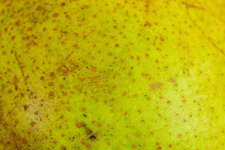 Macro Texture of a pear skin, Green and brown Macro texture of a pear in natural sunlightの写真素材