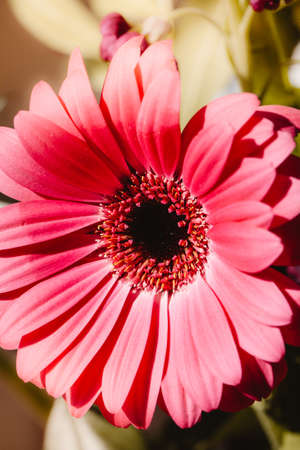 Close up of Pink flower petals.の写真素材
