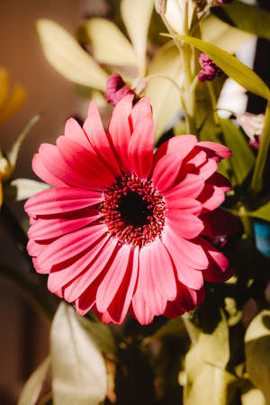 Close up of Pink flower petals.の写真素材