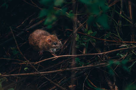 Common brown rat in woodland. Rat living by a lake looking for wood in the woodland marsh.の写真素材