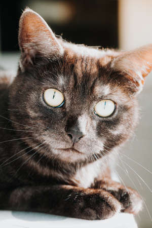 Close up of a tabby cat sitting in the sun starring out the window.の写真素材