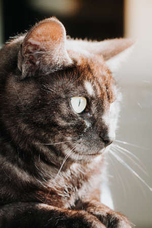 Close up of a tabby cat sitting in the sun starring out the window.の写真素材