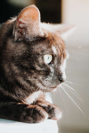Close up of a tabby cat sitting in the sun starring out the window.の写真素材