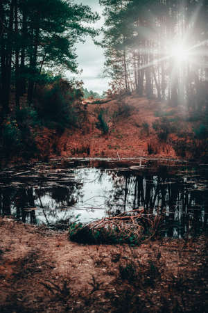 isolated Pine cone on a woodland floorの写真素材
