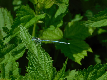 dragon-flyの写真素材