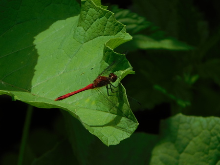 dragon-flyの写真素材