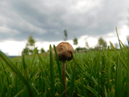 mushroom on meadowの写真素材