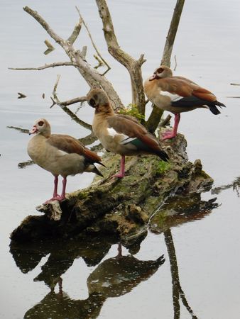 ducksの写真素材